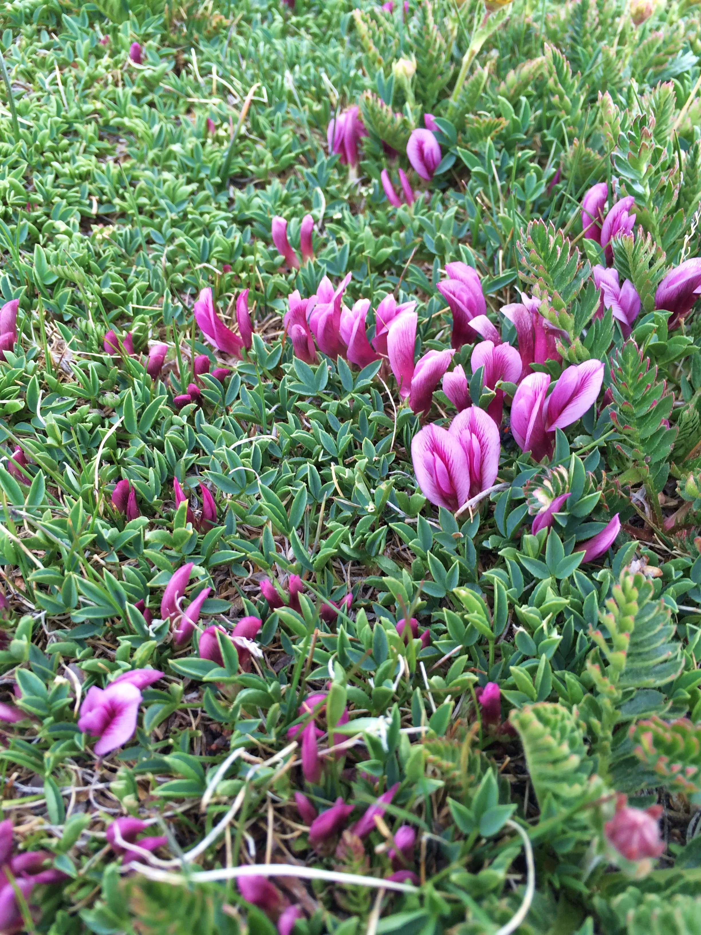 Trifolium nanum - Dwarf Clover.JPG