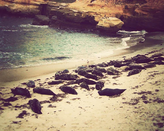 sea lions_web.jpg
