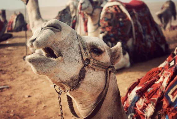 A temperamental camel