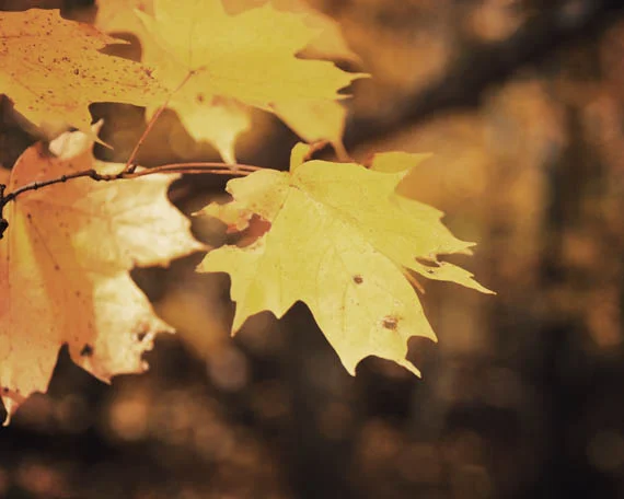 gold leaf_web.jpg