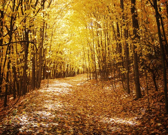 golden fall_web.jpg