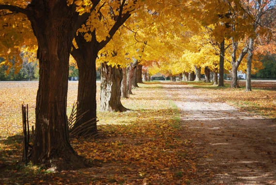 fall drive_web.jpg