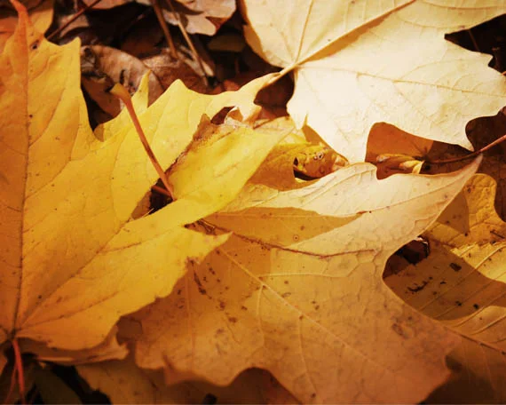 leaves_web.jpg