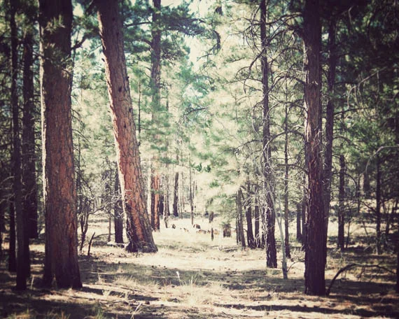 Arizona