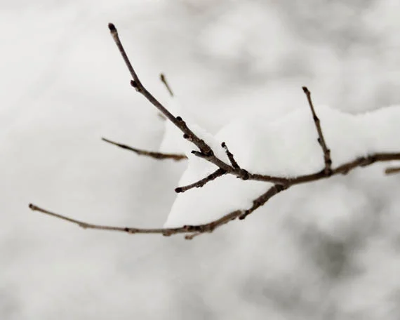branch web.jpg