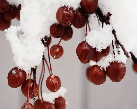 winter berries_web.jpg