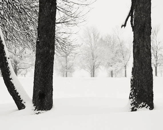 snow's enchantment web.jpg