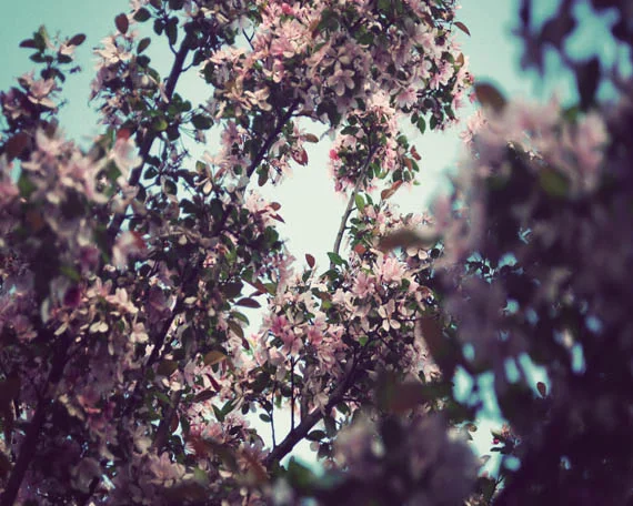 flowering tree_web.jpg