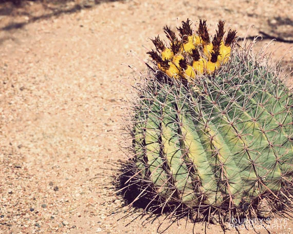 In the Mission's desert courtyard