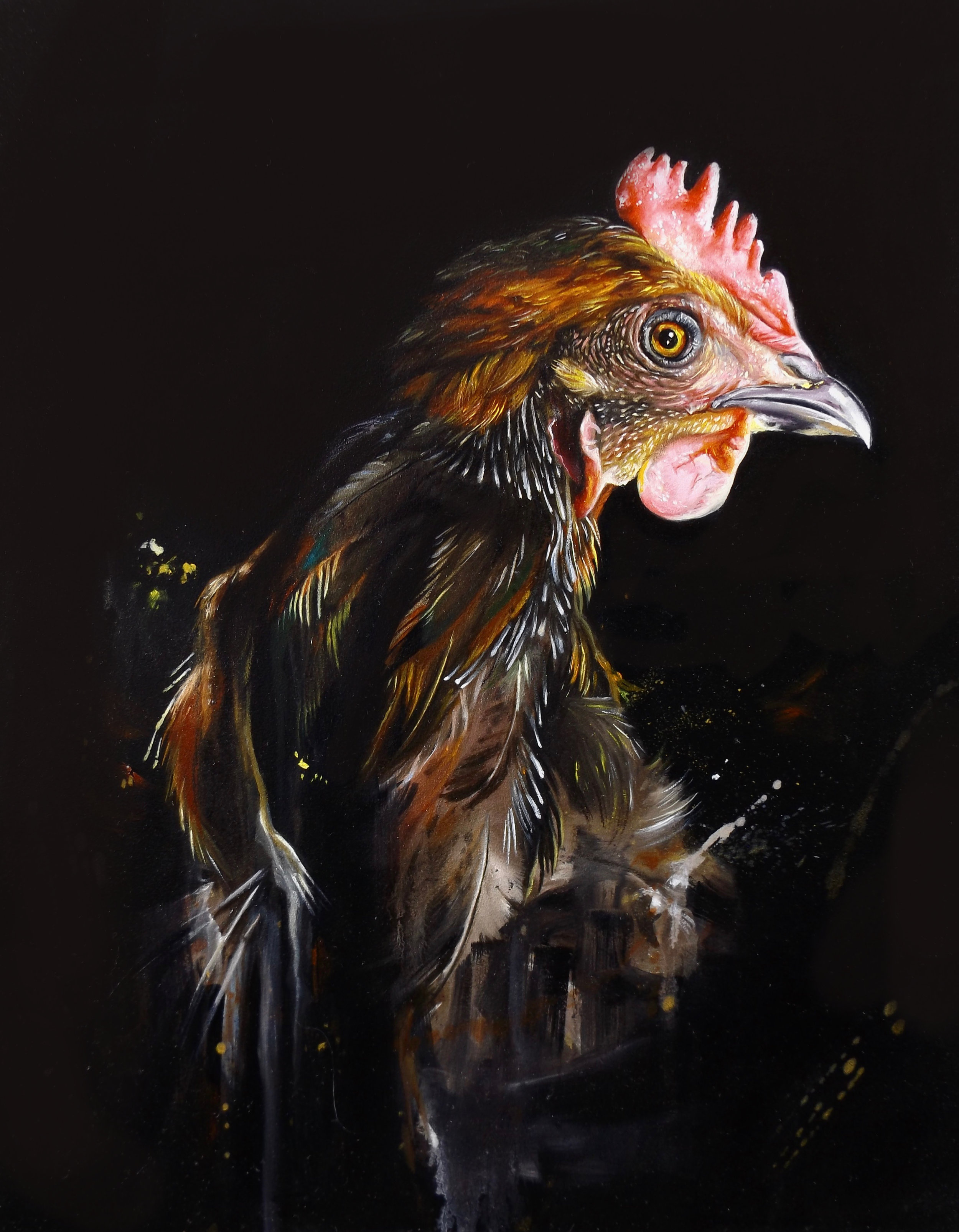 Molting Chicken