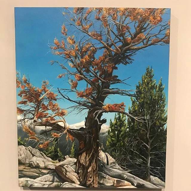 Rockies 20” x 24” oil on board #karljahnke #landscapepainting #art#painting #oilpainting #landscape #artist #artwork #artgallery #rockymountains#trees#treepainting