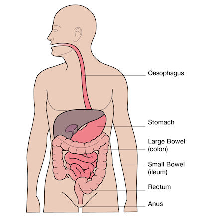 Digestive_system_400x435.jpeg