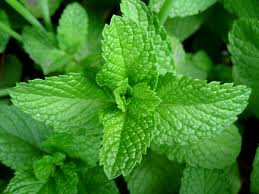 peppermint leaf.jpeg