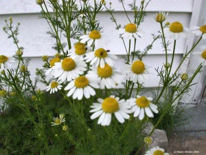 germanchamomile5556lg.jpeg