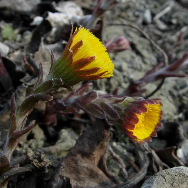 coltsfoot_29mar06_640_10.jpeg