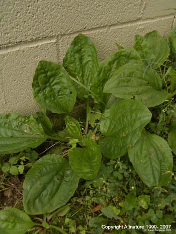 plantain6430L.jpeg