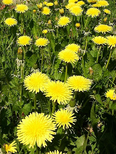 dandelion .jpeg