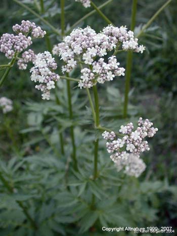 valerian3137L.jpeg
