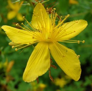 stjohnswort.jpeg