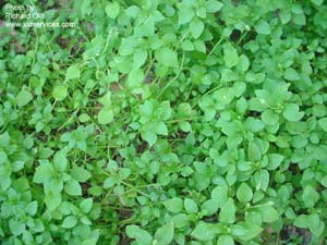 chickweed.jpeg