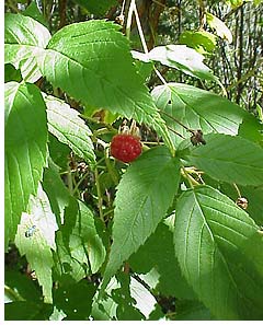 wild_red_raspberry.jpeg