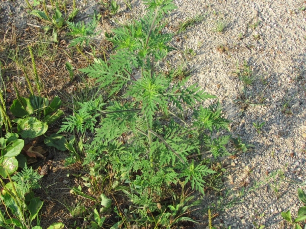 Lesser Ragweed - What we're all sneezing over:) Pretty boring looking plant that causes a quite a bit of misery.:) 