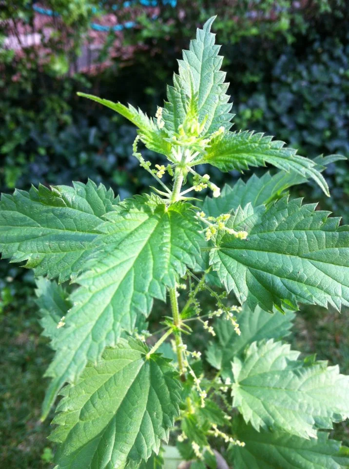Beautiful Stinging Nettle - What a great healer!