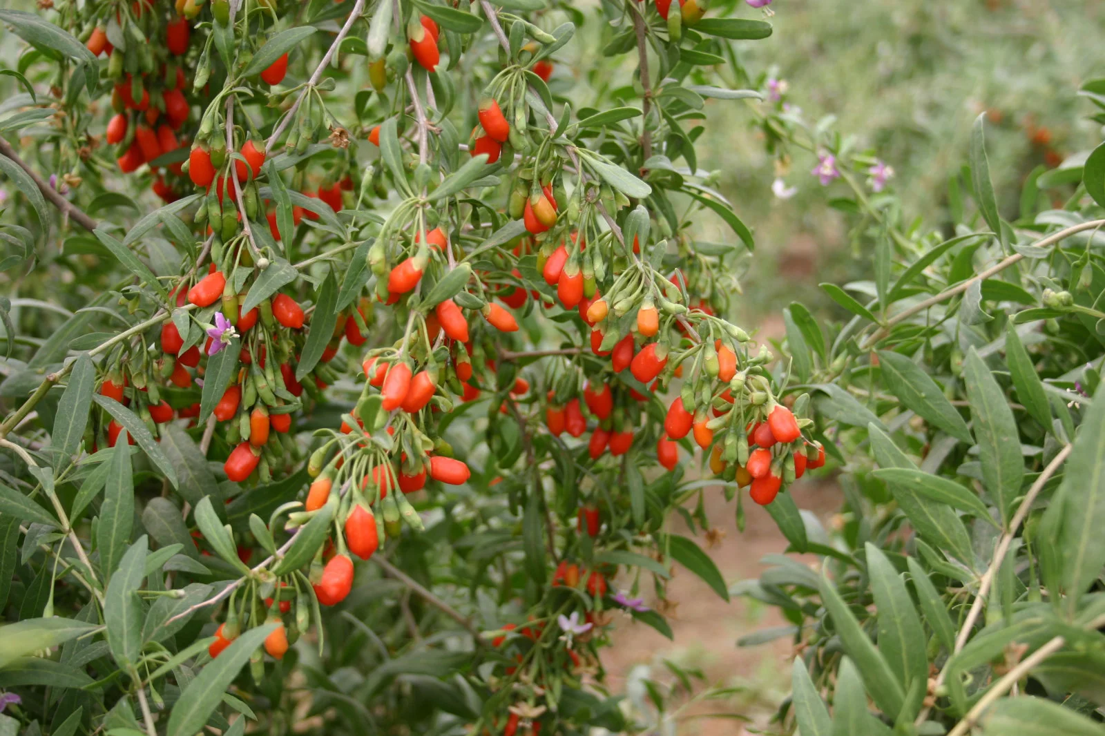 goji-berry-plant-3.jpg w=150&h=99.jpg
