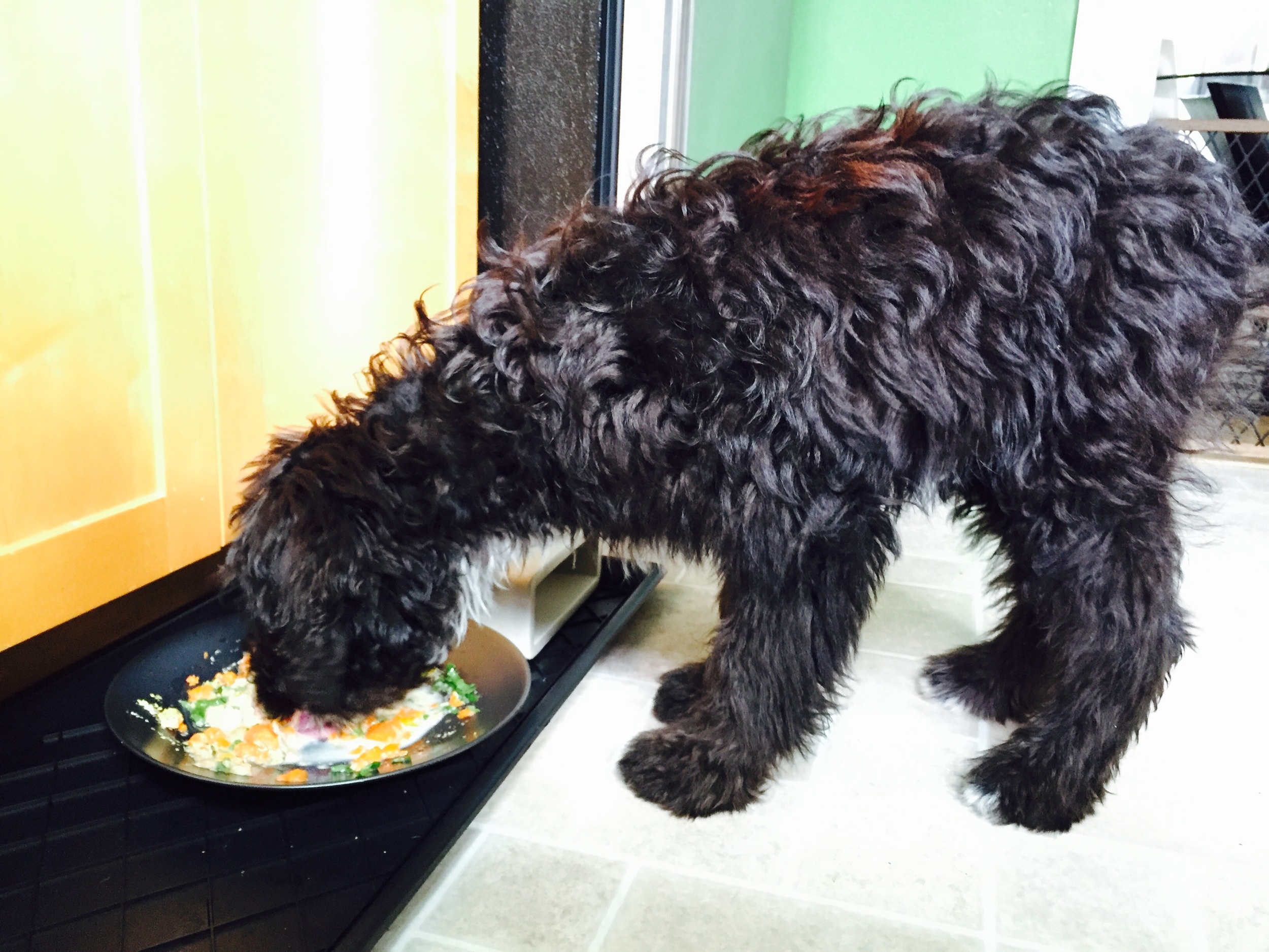 Here' he is chowing down– Go BOY GO! 