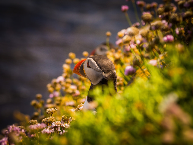 Puffin nests on the Saltee Islands. Photo by Jesse Riggle.
