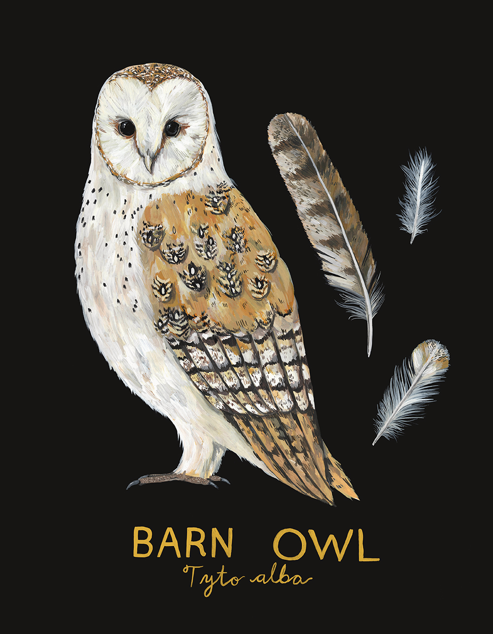 barn-owl.jpg