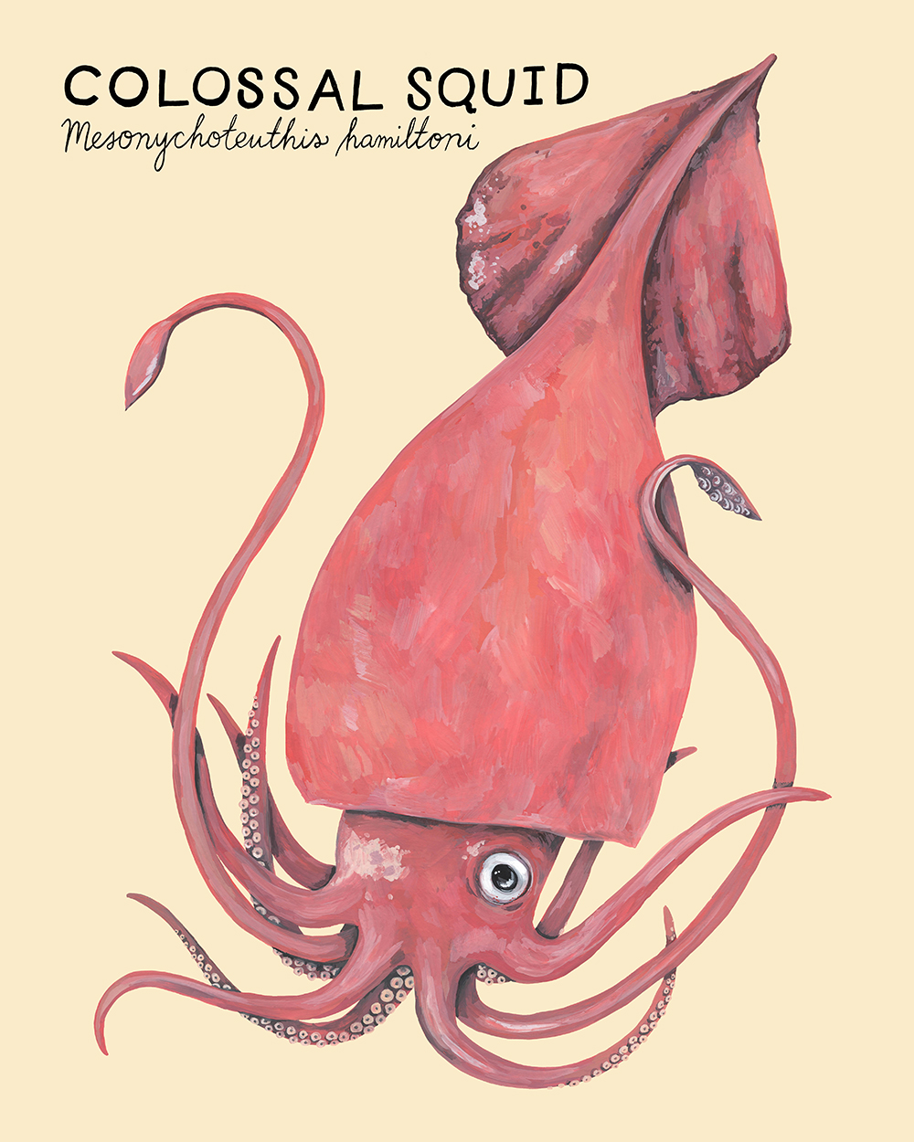 colossal-squid.jpg