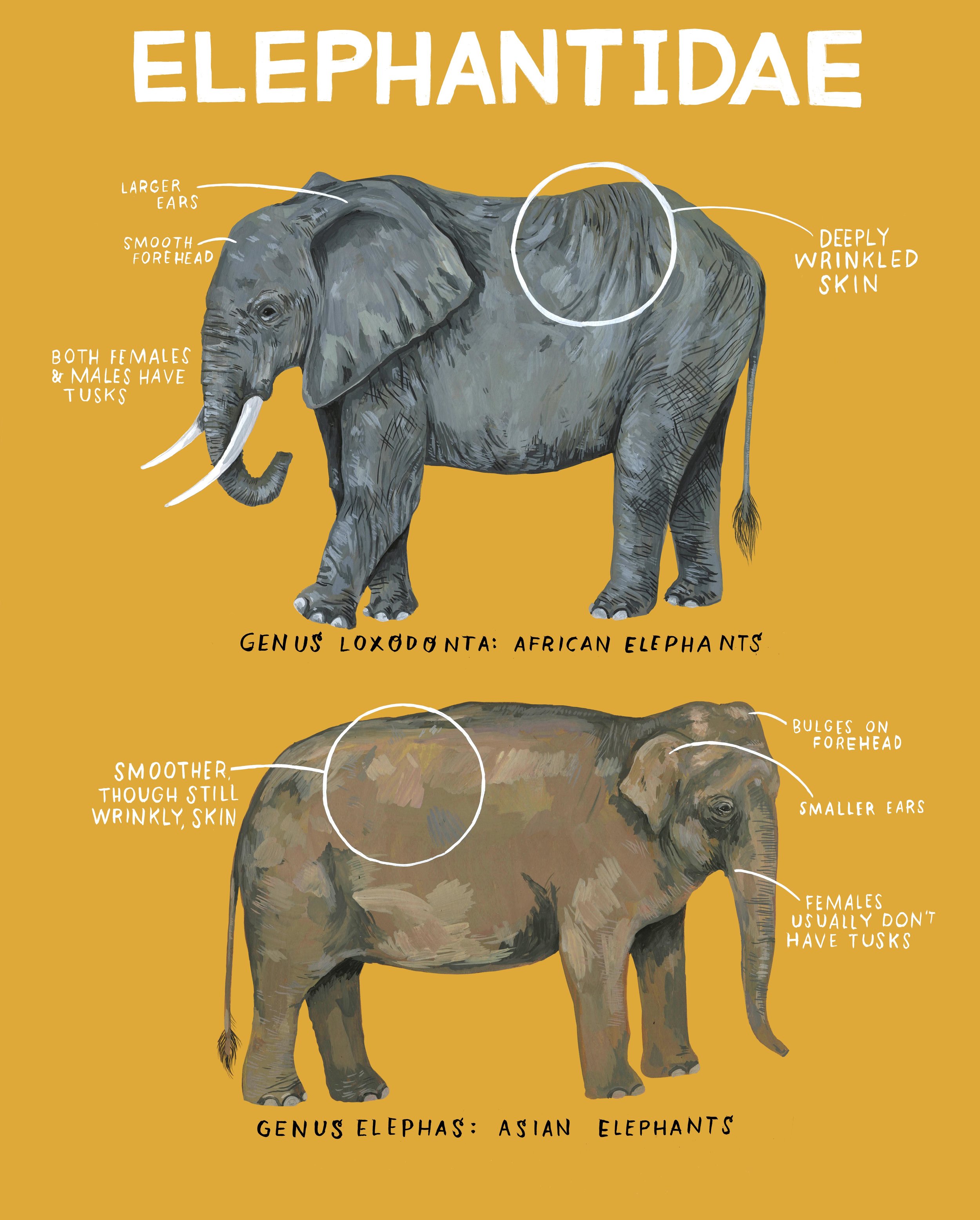 Чем отличается индийский слон от африканского 1. Африканские и азиатские слоны. Африканский и азиатский слон. Индийский слон самец. Различие африканского и азиатского слона.