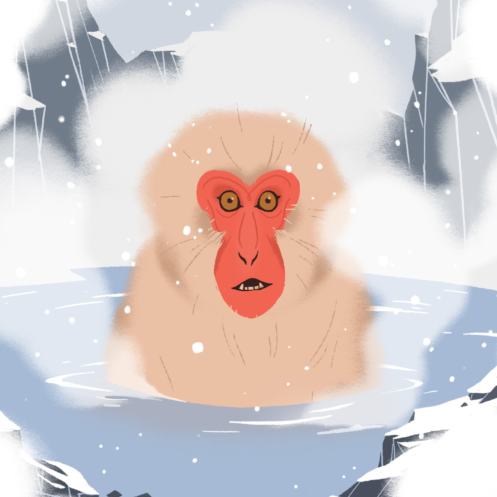 JapaneseMacaque.jpg