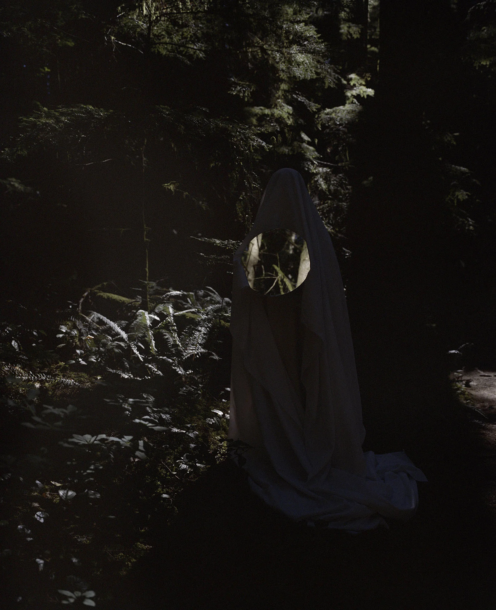 ForestLight Icelandcopy.jpg