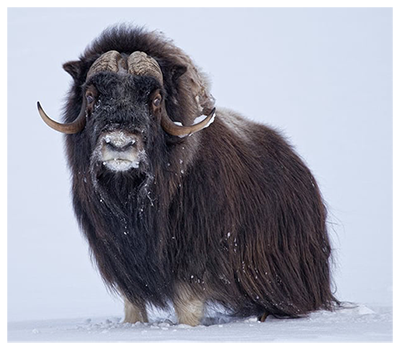 Musk Ox.png