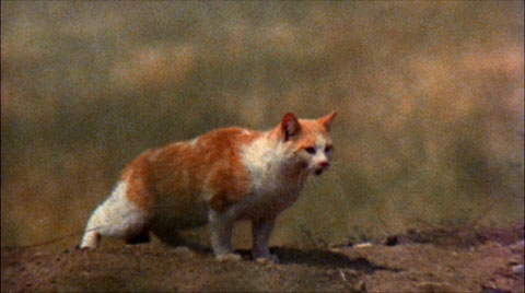 KITTY!! =D