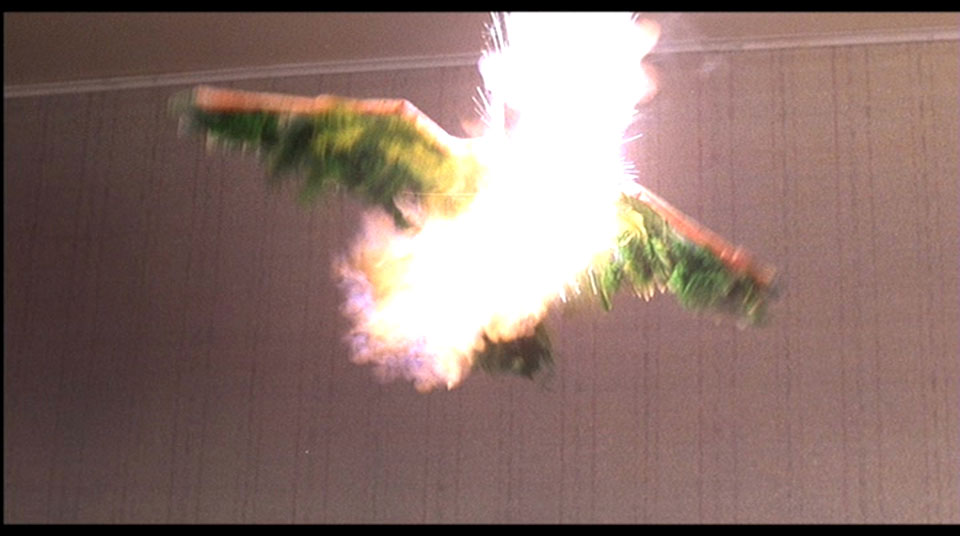 I AM PHOENIX!!!