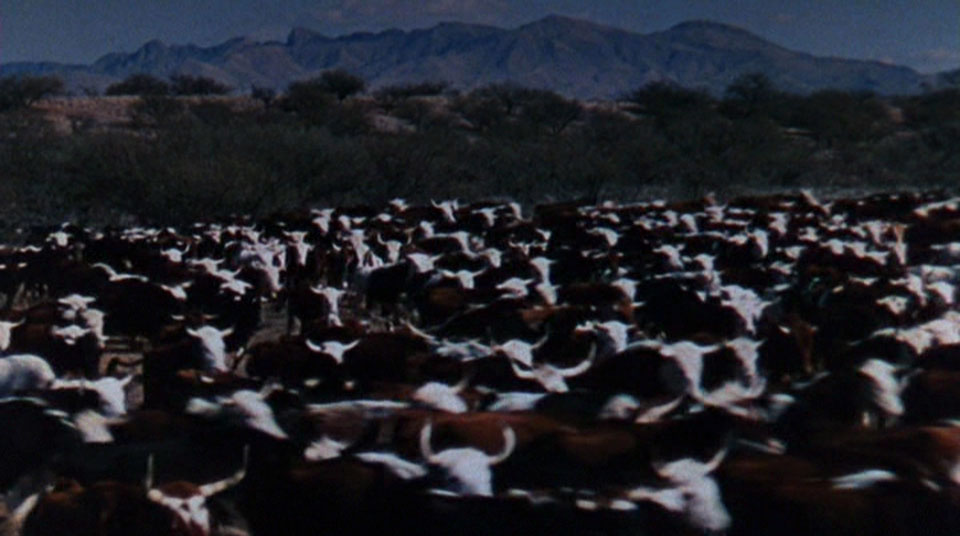 Cows with buns.