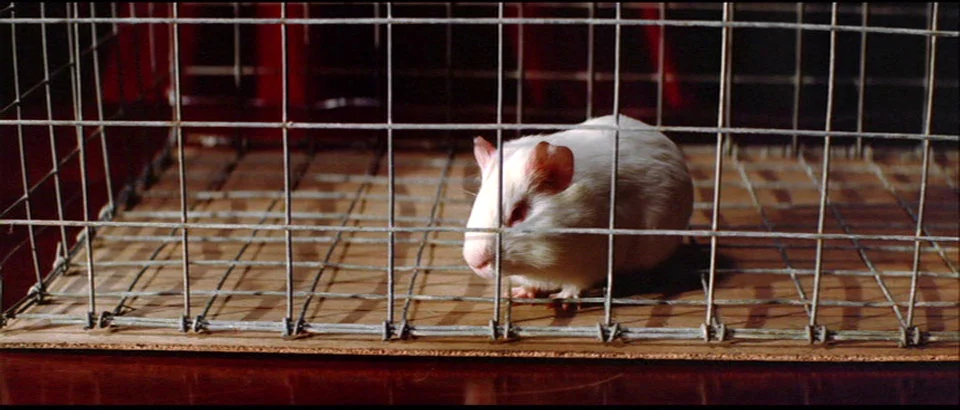 I didn't mean REAL guinea pigs!!