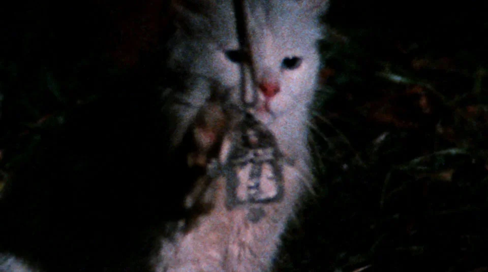 Psychic Kitten, run run run run run run run awaaaay...