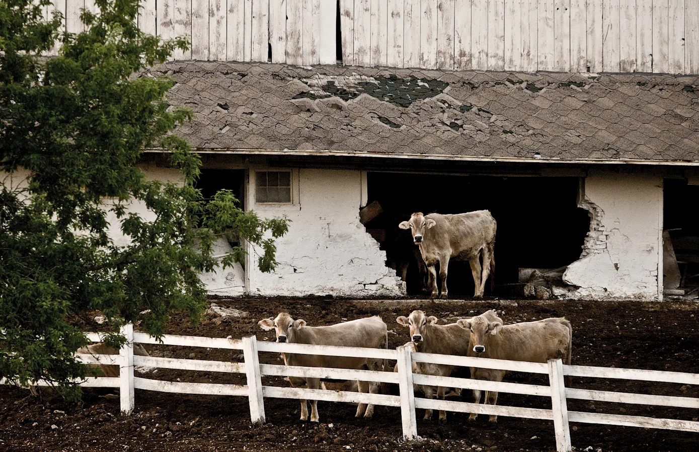CowsNewGlarus.jpg