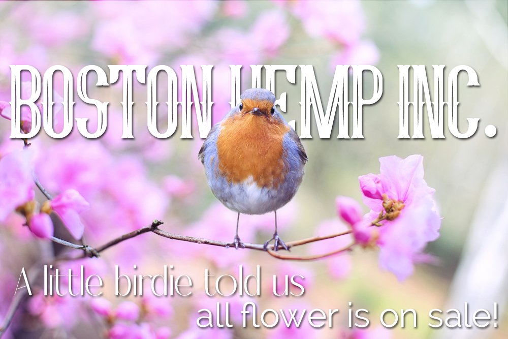 BostonHemp461.jpg