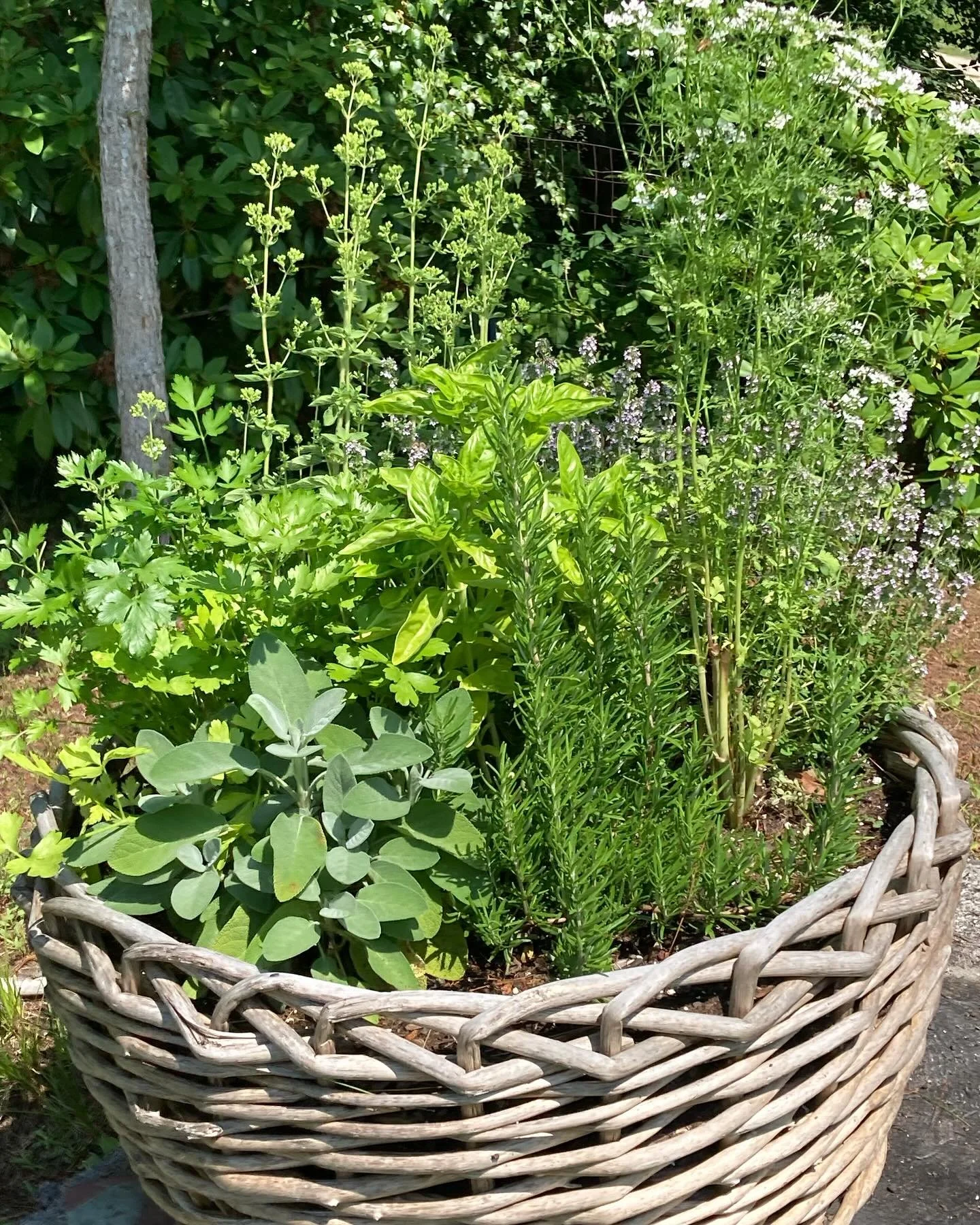 Herb garden in full bloom.