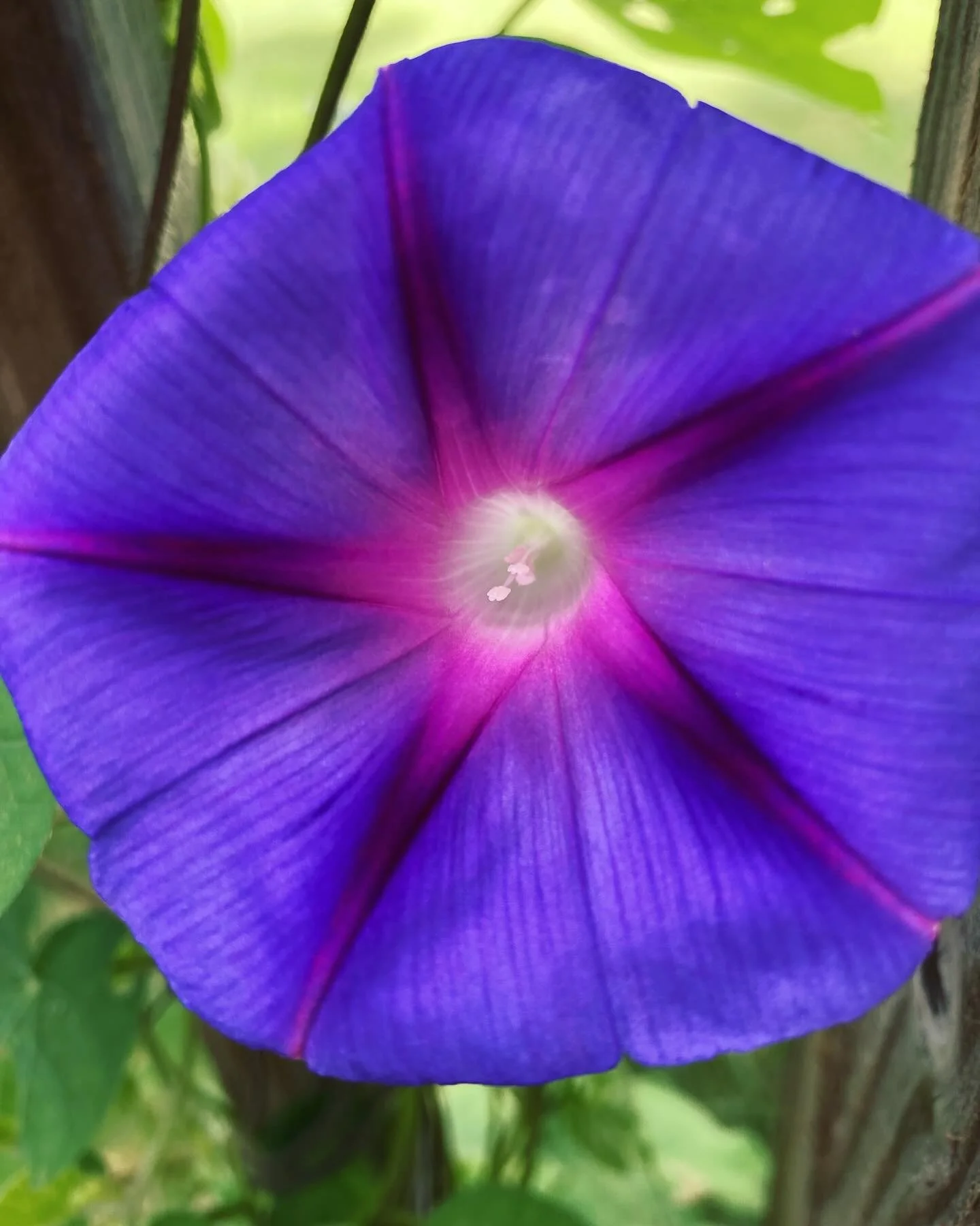 Easy like a Sunday morning.