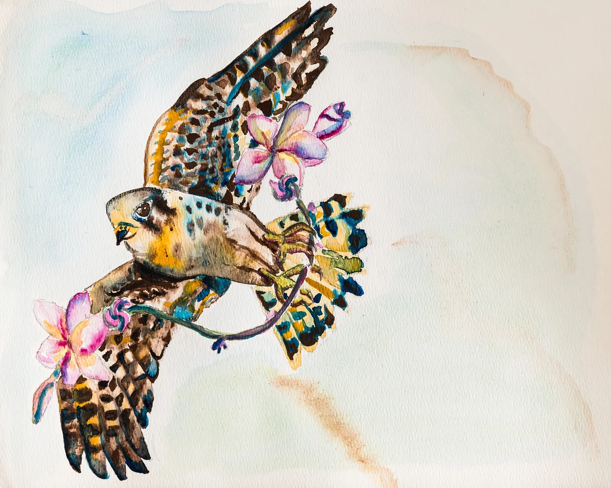 Kestrel