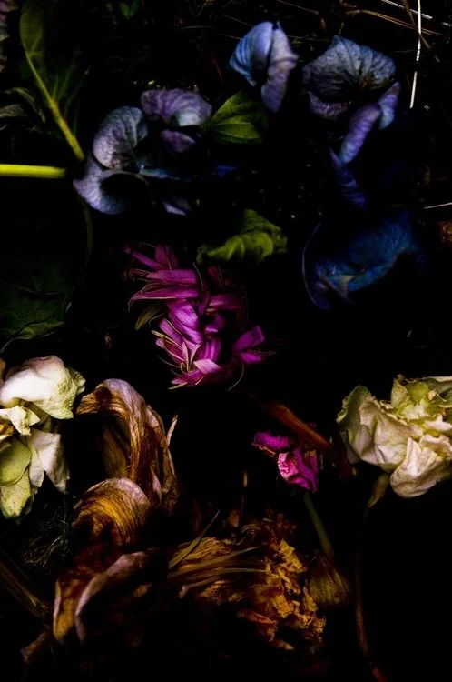 Blooms on Black vibes- Photo by Takashi Mori