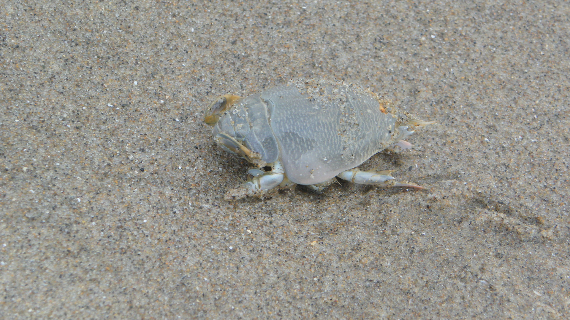 Pacific Mole Crab