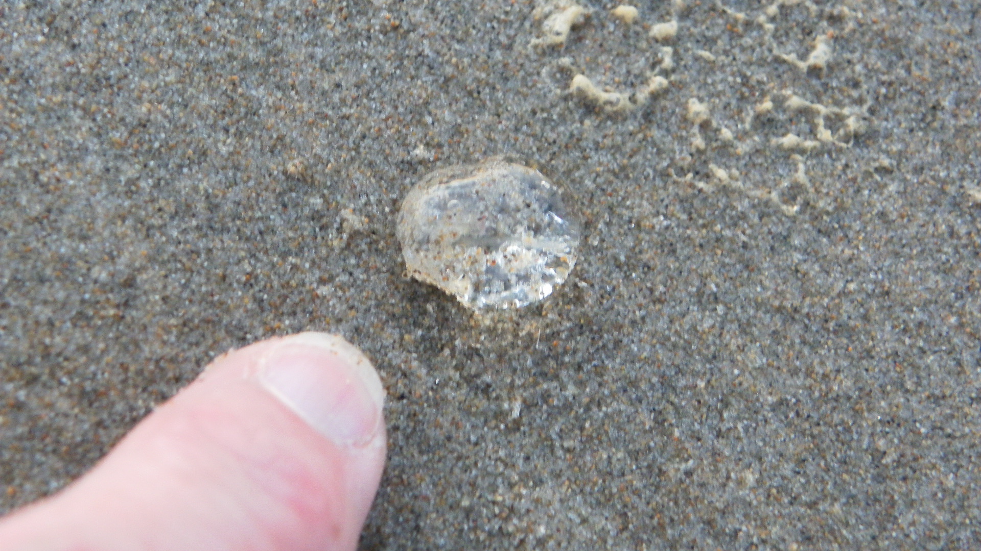 Sea Gooseberry