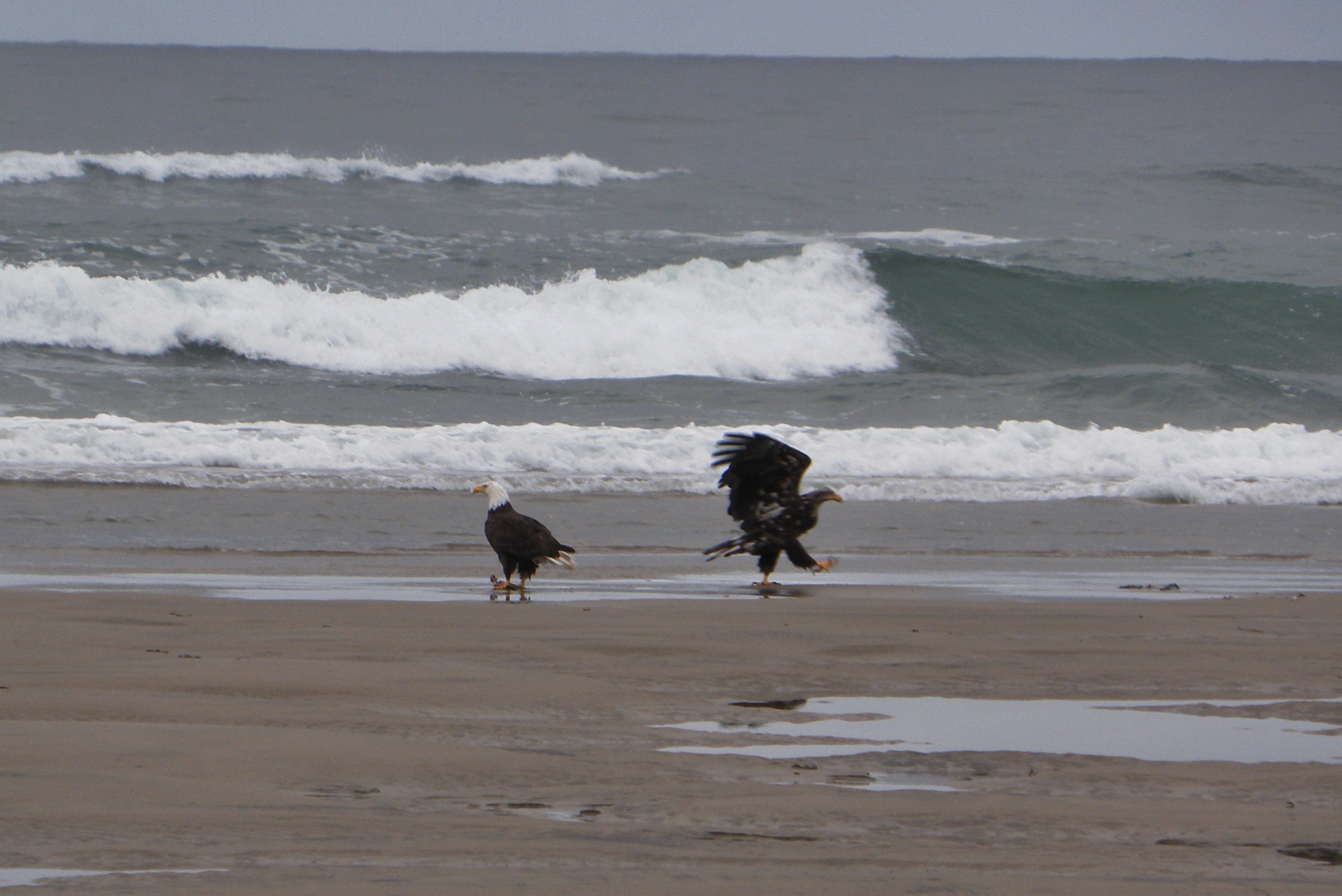 Eagles on Tillicum Beach